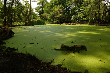 lakes in the dry season with water discharge that tends to start to recede