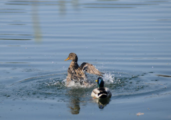 Wild ducks swim on the lake in Kiev, April 4, 2020.