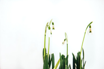 Snowdrop flowers on white background. Closeup, copyspace.
