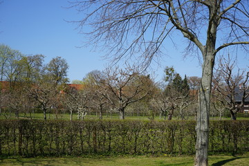 Obstgarten in Alexandrowka (Potsdam)