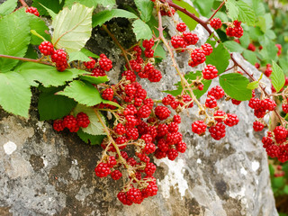 Red berries of wild blackberry on branches close-up