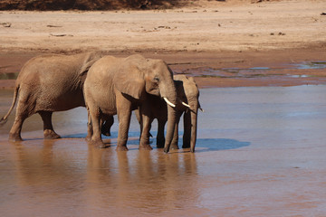 mother and baby elephant in river in africa kenya at elephants bedroom 