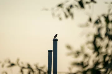Fotobehang A little bird stands on the steel post with defocused beanches of tree in foreground and sunset sky in background © Phichat