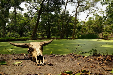 animal skull on the ground