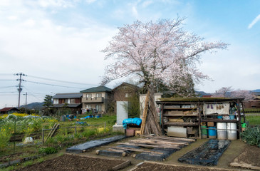Fototapeta na wymiar 畑と満開の桜咲く春景色