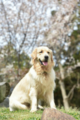桜とゴールデンレトリバー