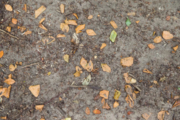 Waldboden: Erde, Laub und Äste auf einem Waldboden, Platz für Text/Typo