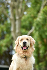 ドッグランで遊ぶゴールデンレトリバー