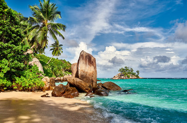 Beach with palm tree and rocks landscape