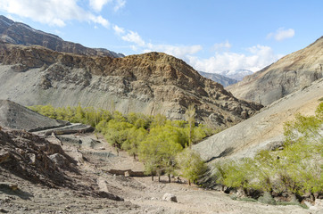 Desert landscape with green tree valley in Indian Himalayas mountain range, a popular hiking destination in Leh, Ladakh, India