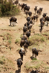 Wildebeests moving for Mara river crossing