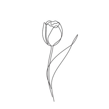 Tulip flower one line drawing art