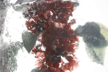 lilac flowers in ice background image