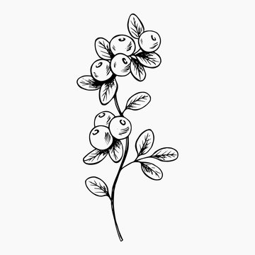 A sprig of blueberries with leaves. Forest berries, hand drawn ink line art sketch, for logo, icons, tattoo, postcards, posters. Stock vector illustration isolated on transparent background.