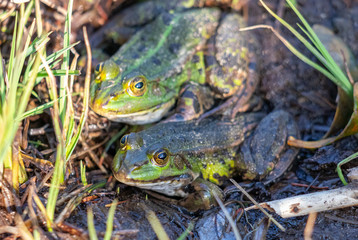 Frosch Pärchen Liebe grün Reptilien zusammen glücklich