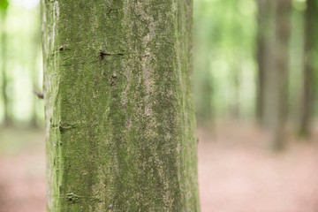 Baumstamm: Ringe / Jahresringe eines abgesägten Baumstammes