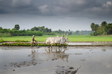 Farmer busy in cultivating paddy field