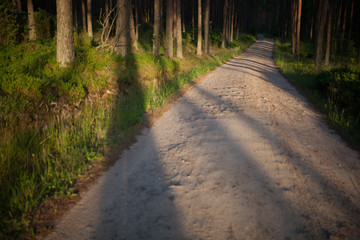 Fototapeta na wymiar dirt road in the forest