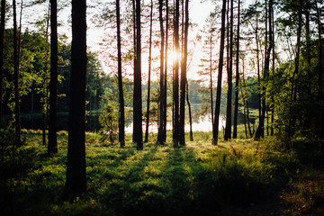 Trees in the forest with lake in the background