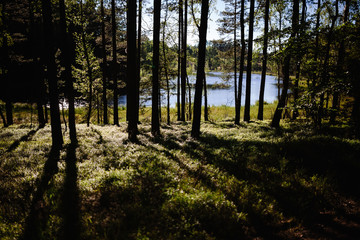 Trees in the forest with lake in the background
