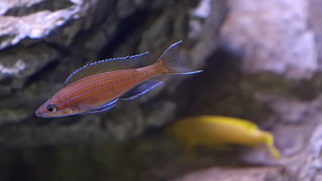 Blue Neon Cichlid (Paracyprichromis nigripinnis). Fixed shot