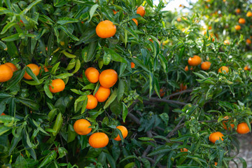 Ripe tangerines on a branch in the garden