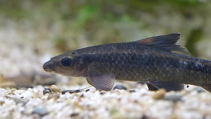 Rainbow shark (Epalzeorhynchos frenatus) on the ground. Eye level shot, blurred background