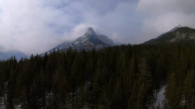 Flying Over Vast Pine Forest In Grotto Mountain - aerial drone shot