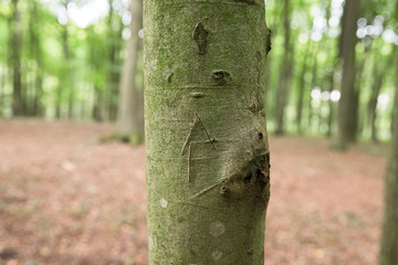 Baumstamm: Ringe / Jahresringe eines abgesägten Baumstammes