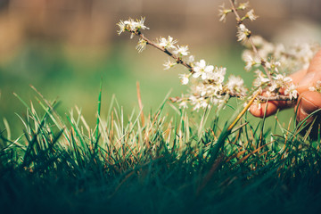 Man hand holding spring flowers. Grass background. 