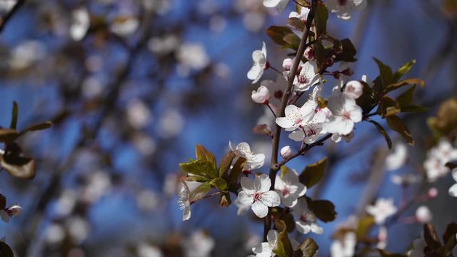 Closeup view of beautiful blooming with small delicate pretty flowers sring branches of trees growing in park outdoors.