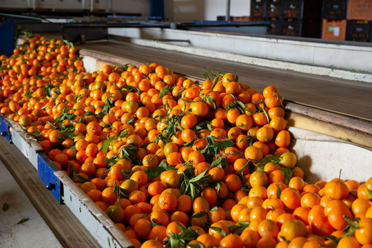 Harvest of mandarins on sorting line