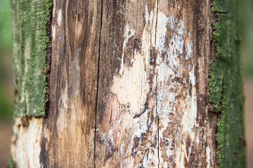 Obraz premium Baumstamm: Ringe / Jahresringe eines abgesägten Baumstammes