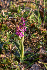 Early Purple Orchid (Orchis mascula) flowering near East Grinstead