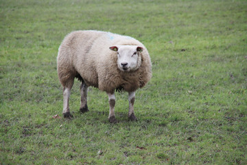Pregnant sheep in the meadow in Nieuwerkerk aan den IJssel netherlands