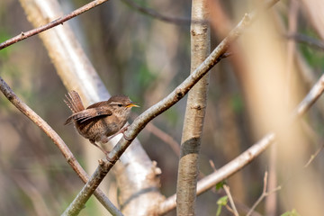 Tiny Wren (Troglodytes troglodytes) perched in a tree in springtime