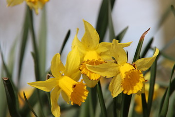 Obraz premium Yellow and white daffodils in the wild in a park in Nieuwerkerk aan den IJssel in the Netherlands