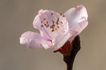 Pink flower in creamy bokeh