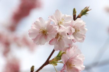 Obraz premium White and pink blossom flowers of the Prunus tree in public park in Nieuwerkerk aan den IJssel in the Netherlands
