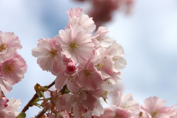 White and pink blossom flowers of the Prunus tree in public park in Nieuwerkerk aan den IJssel in the Netherlands