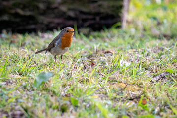 Robin looking alert in the grass on a spring day