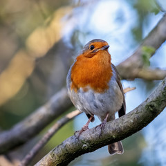 Robin looking alert in a tree on a spring day