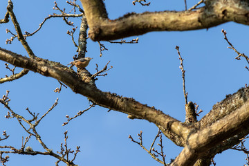 Nuthatch perched on tree near East Grinstead