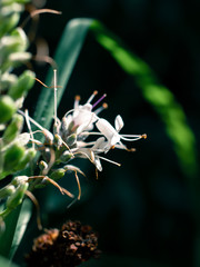 white flower in the garden