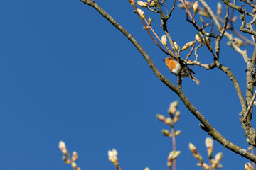 Robin singing his heart out on a sunny spring day