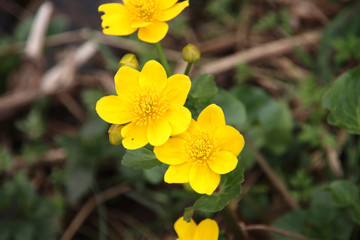 Yellow buttercup flower along the ditch side in a park in Nieuwerkerk aan den IJssel in the Netherlands