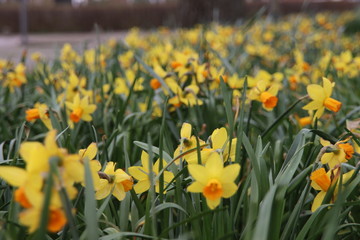 Obraz premium Yellow and white daffodils in the wild in a park in Nieuwerkerk aan den IJssel in the Netherlands