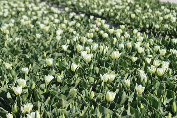 White tulips on clay flower bulb fields on the Dutch island of Goeree-Overflakkee illuminated by the sunlight