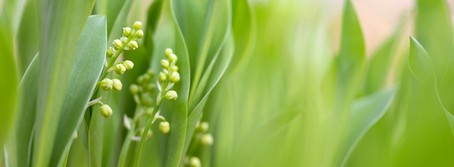 lily of the valley flower buds in early spring forest