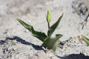 White tulips on clay flower bulb fields on the Dutch island of Goeree-Overflakkee illuminated by the sunlight